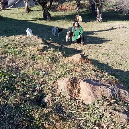 Local - Casa Amarela