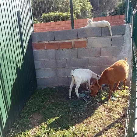 דירה Local - Casa Amarela