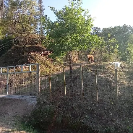Local - Casa Amarela Alvaiazere
