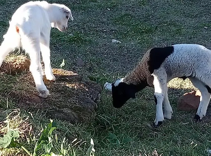 Local - Casa Amarela شقة