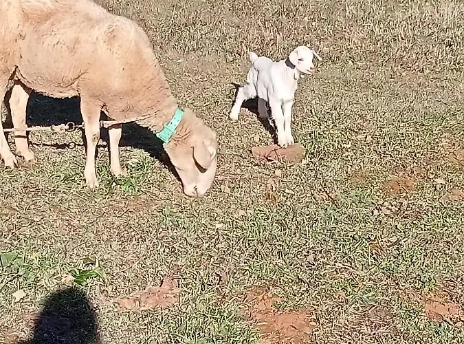 Local - Casa Amarela *