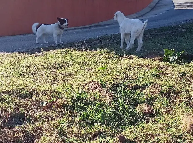 Appartement Local - Casa Amarela *