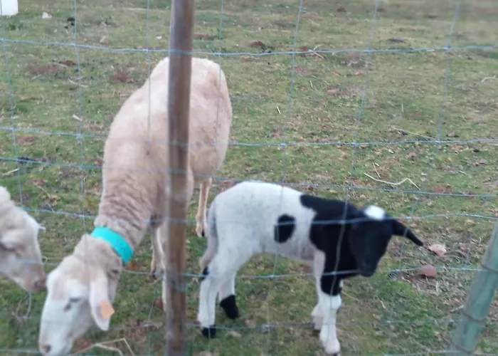 Local - Casa Amarela *